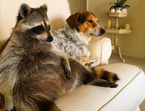 在线轰炸网页版